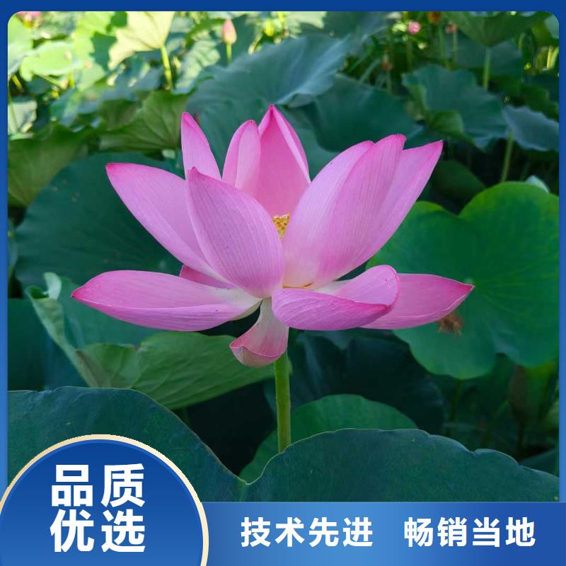 荷花苗荷花盆栽同行低价