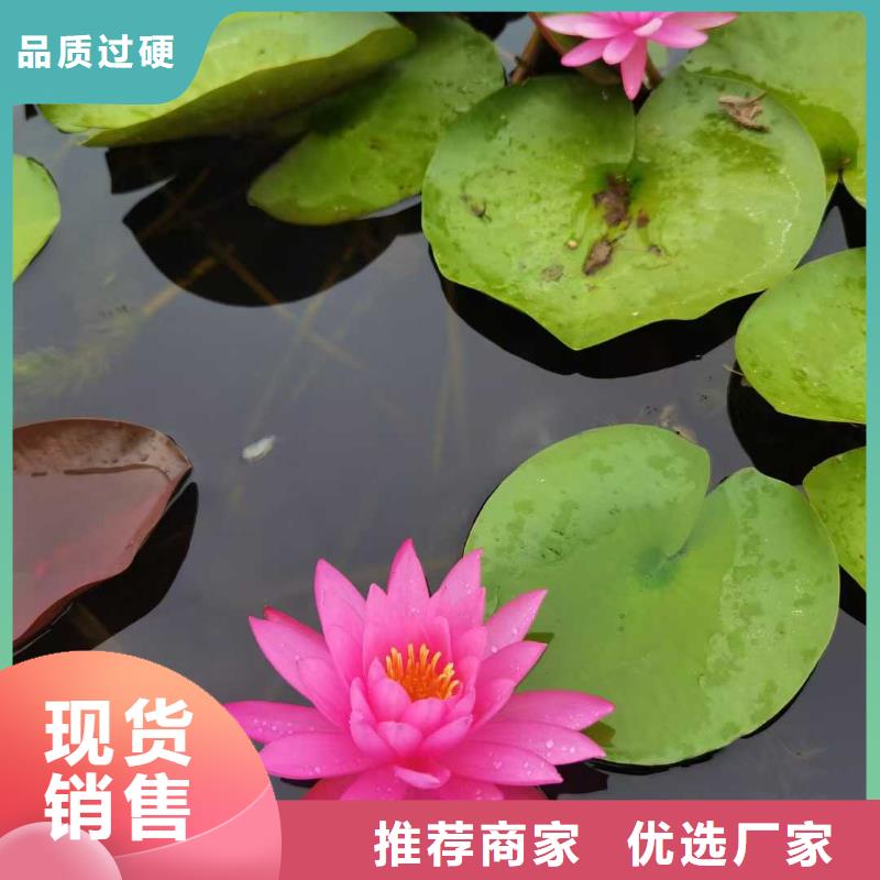 荷花苗荷花小苗快速发货