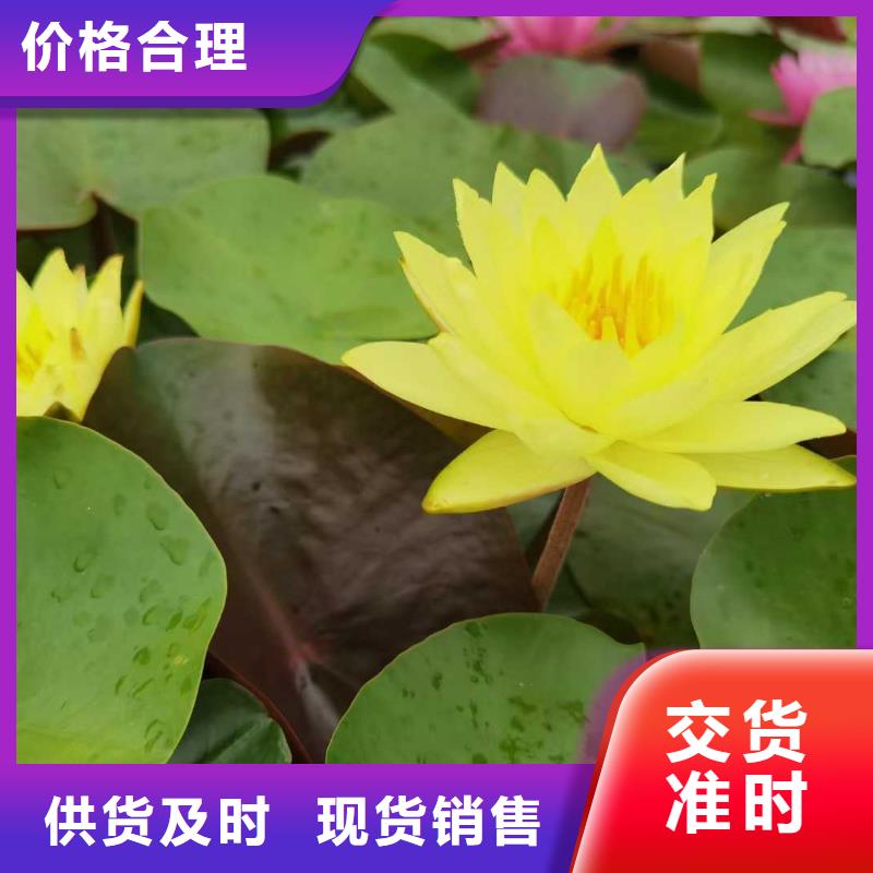 荷花苗莲花小苗选择大厂家省事省心
