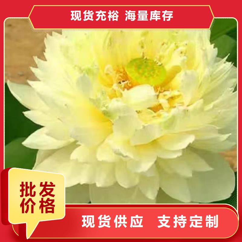 荷花苗,荷花幼苗品种全