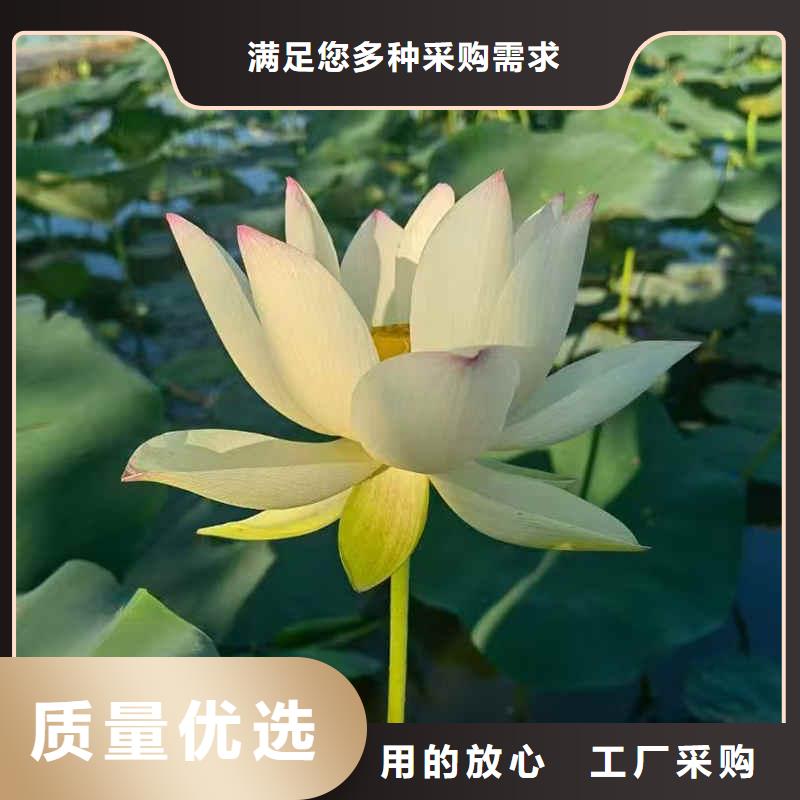 荷花苗荷花盆栽同行低价