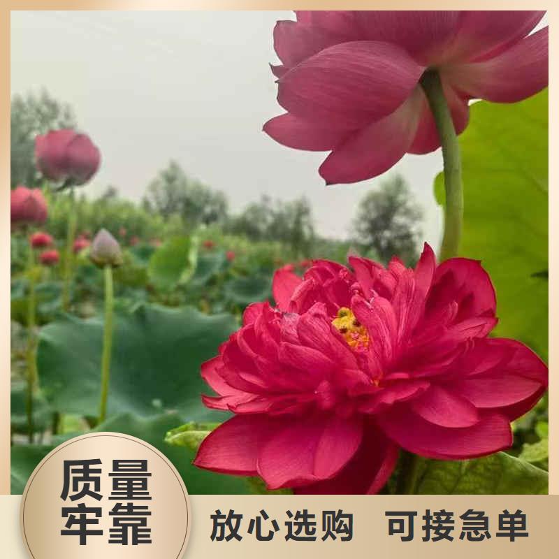 荷花苗,莲花种苗产地厂家直销