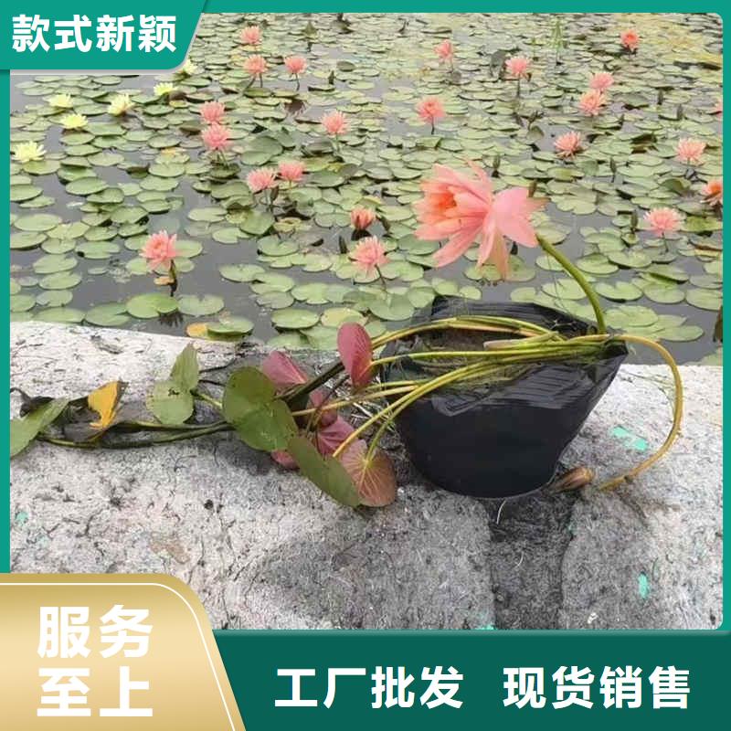 荷花苗莲花种藕多种工艺