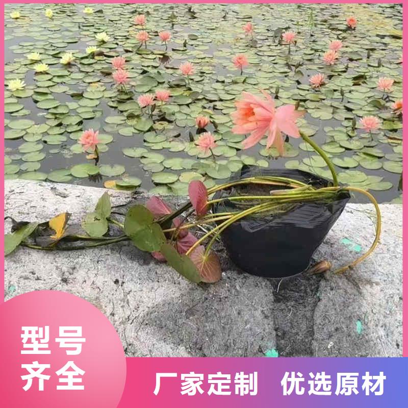 荷花苗荷花盆栽同行低价