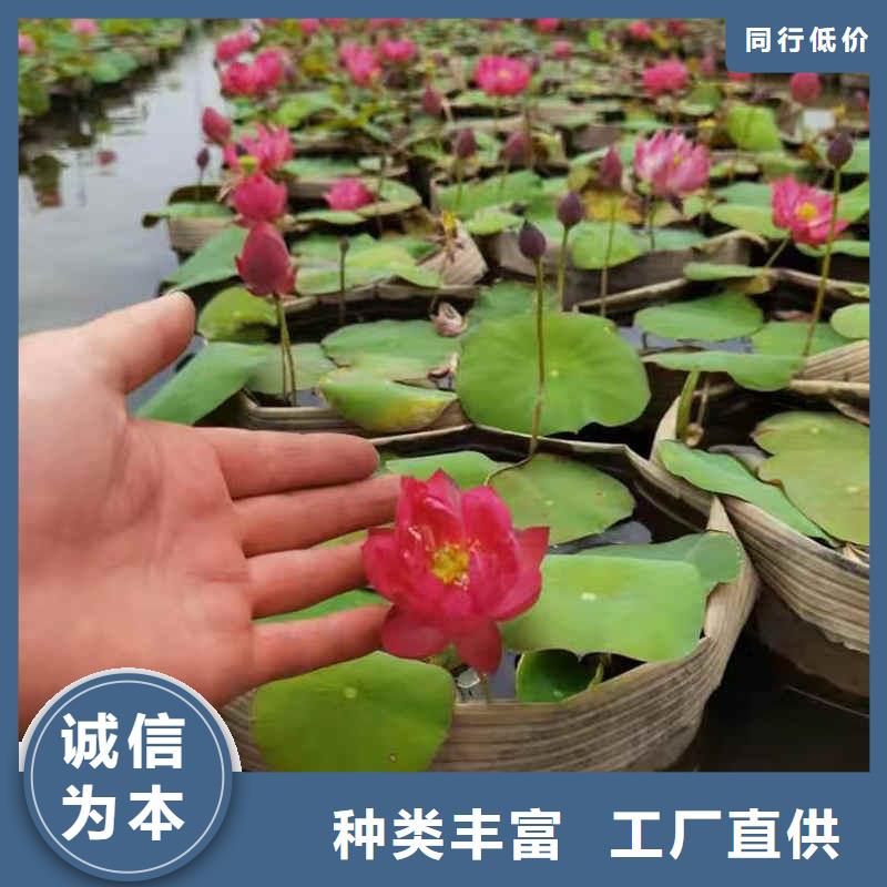 荷花苗莲花种藕常年出售
