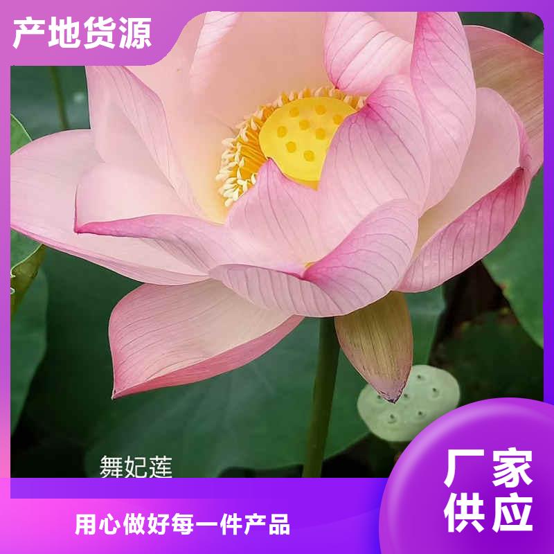 荷花苗荷花种根信誉至上