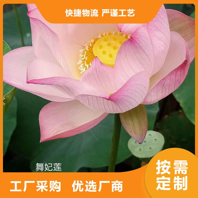 荷花苗莲花种藕常年出售