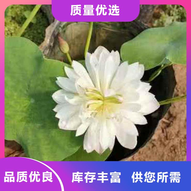 荷花苗莲花种藕常年出售