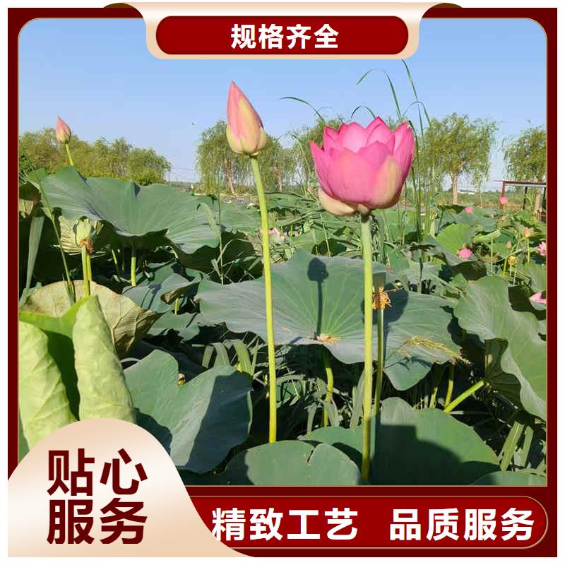 荷花苗莲花种藕常年出售