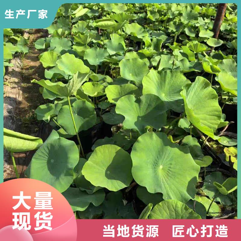 荷花苗荷花盆栽同行低价