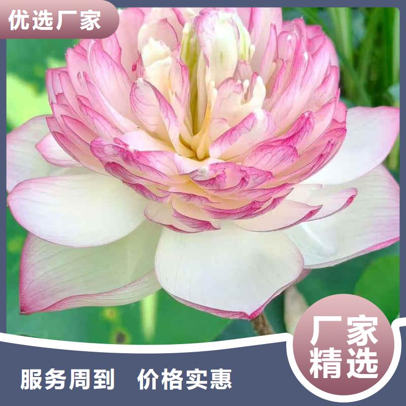 荷花苗荷花盆栽同行低价