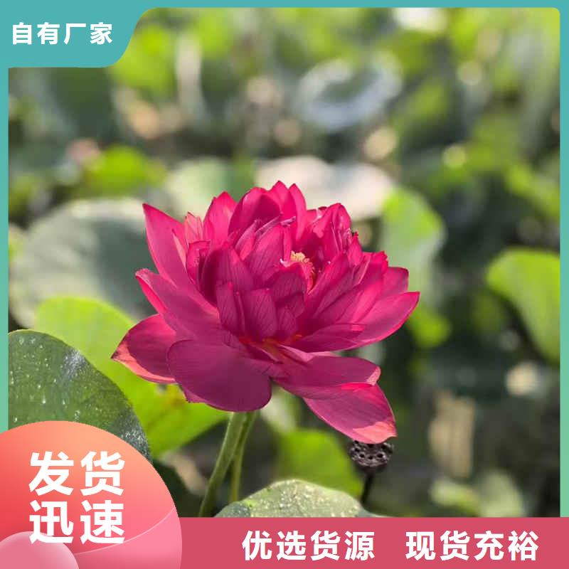 荷花苗莲花种藕常年出售