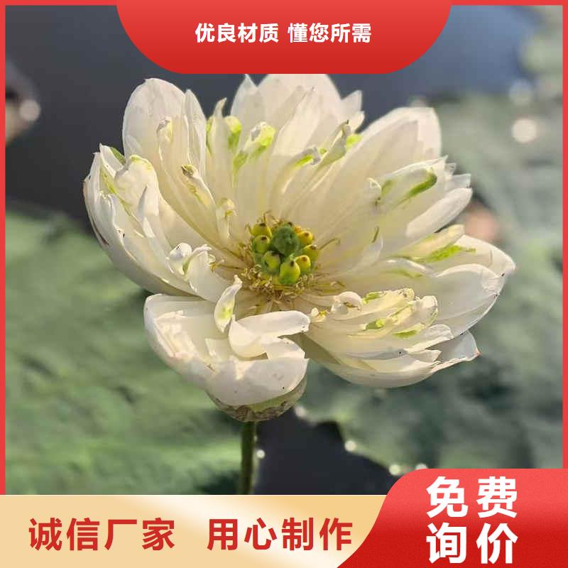 荷花苗荷花种根应用范围广泛