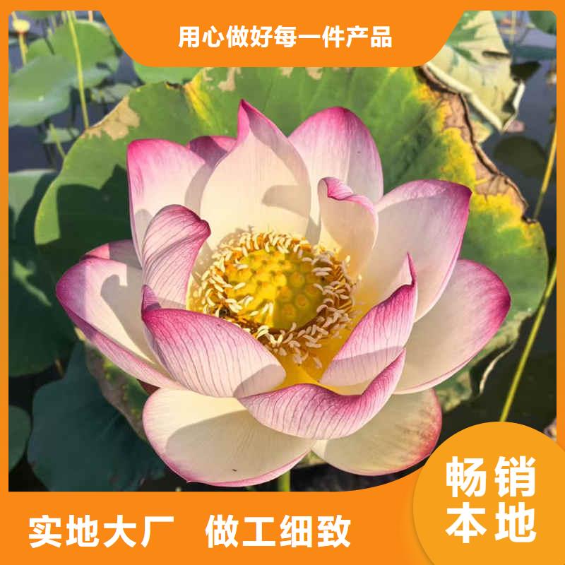 荷花苗莲花种藕多种工艺