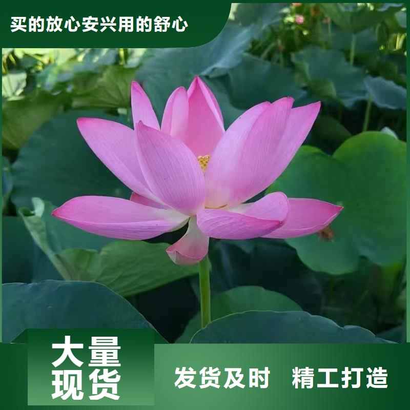 荷花苗荷花种苗支持批发零售
