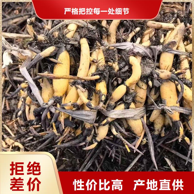 荷花苗莲花种藕常年出售