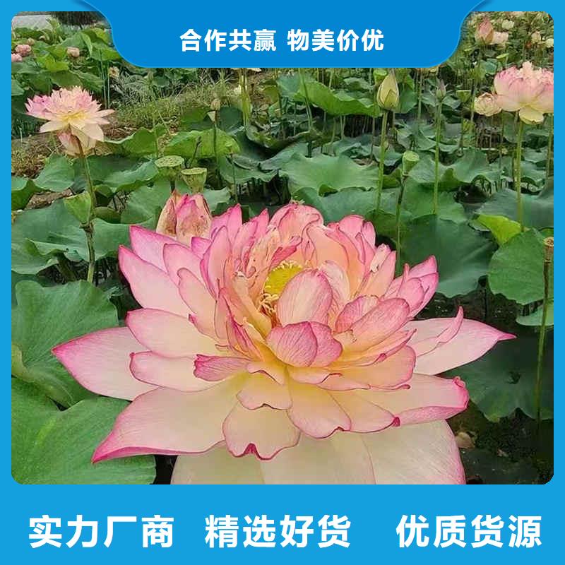 荷花苗荷花种根应用范围广泛