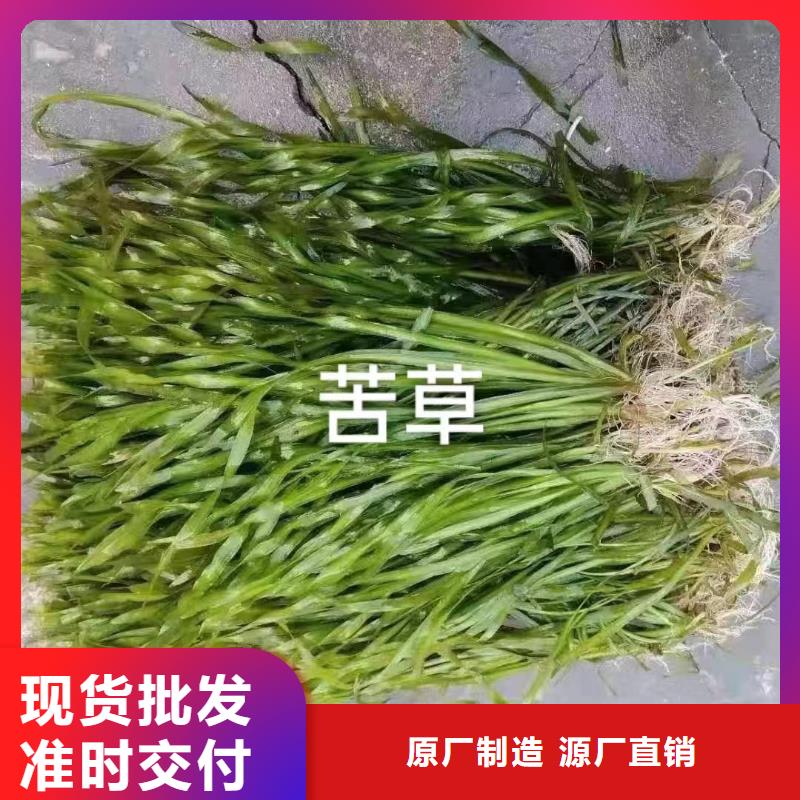 水生植物莲花质量为本