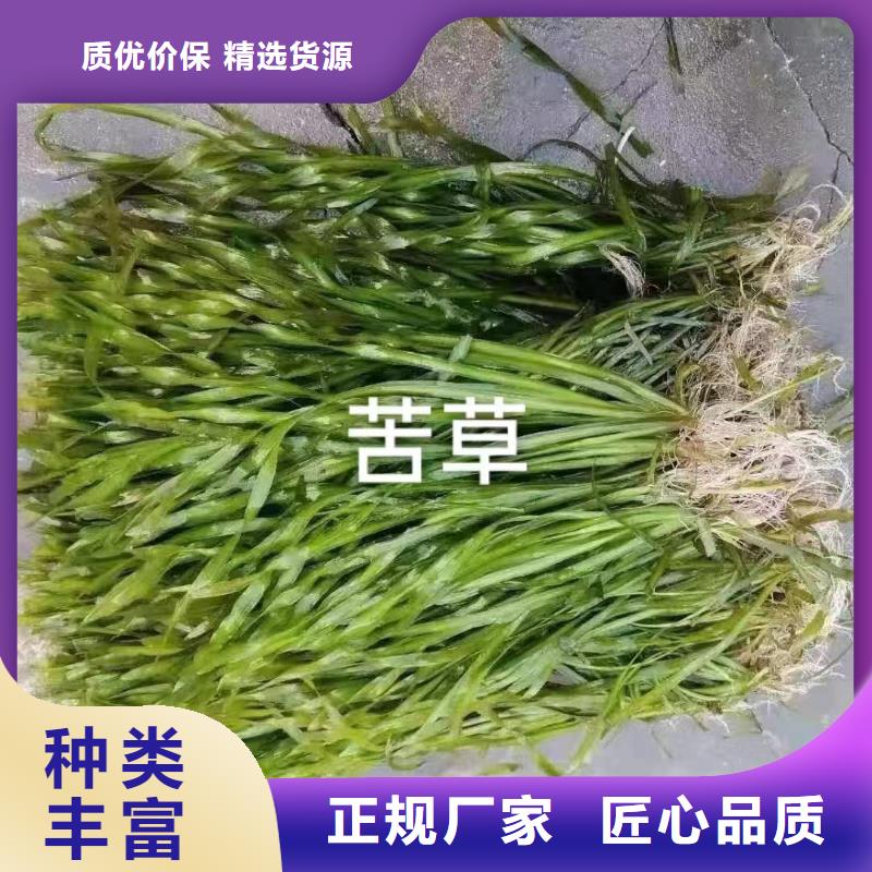 水生植物-芦苇大库存无缺货危机