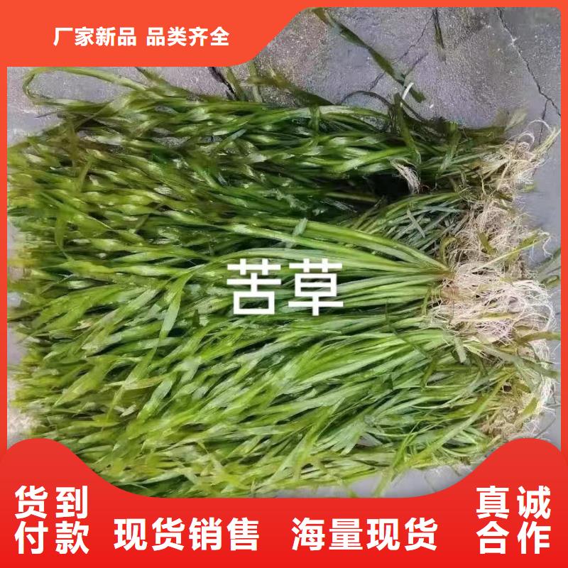 水生植物-莲花种子质量可靠
