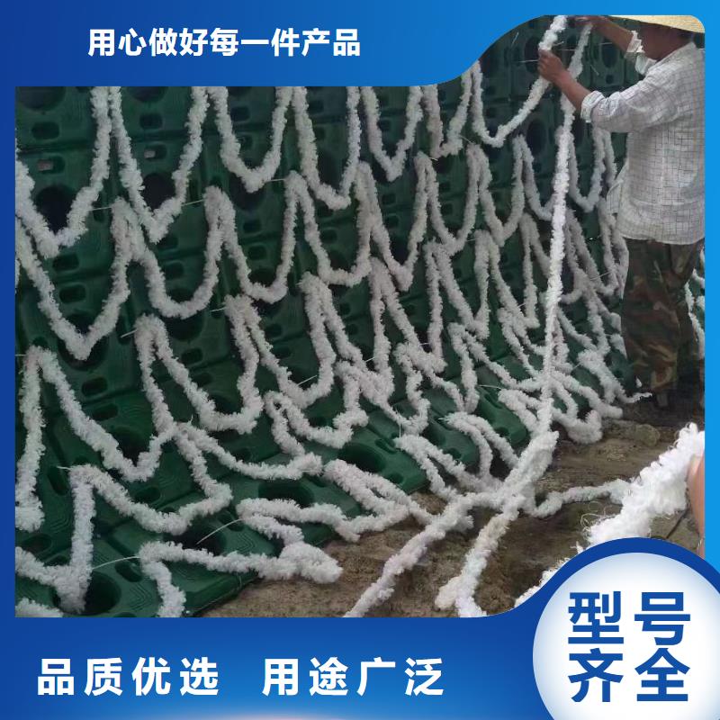 水生植物再力花货品齐全