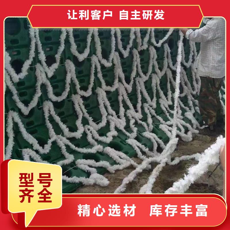 水生植物荷花小苗严选用料