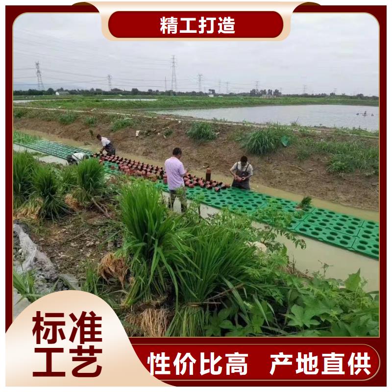 水生植物沉水植物让利客户