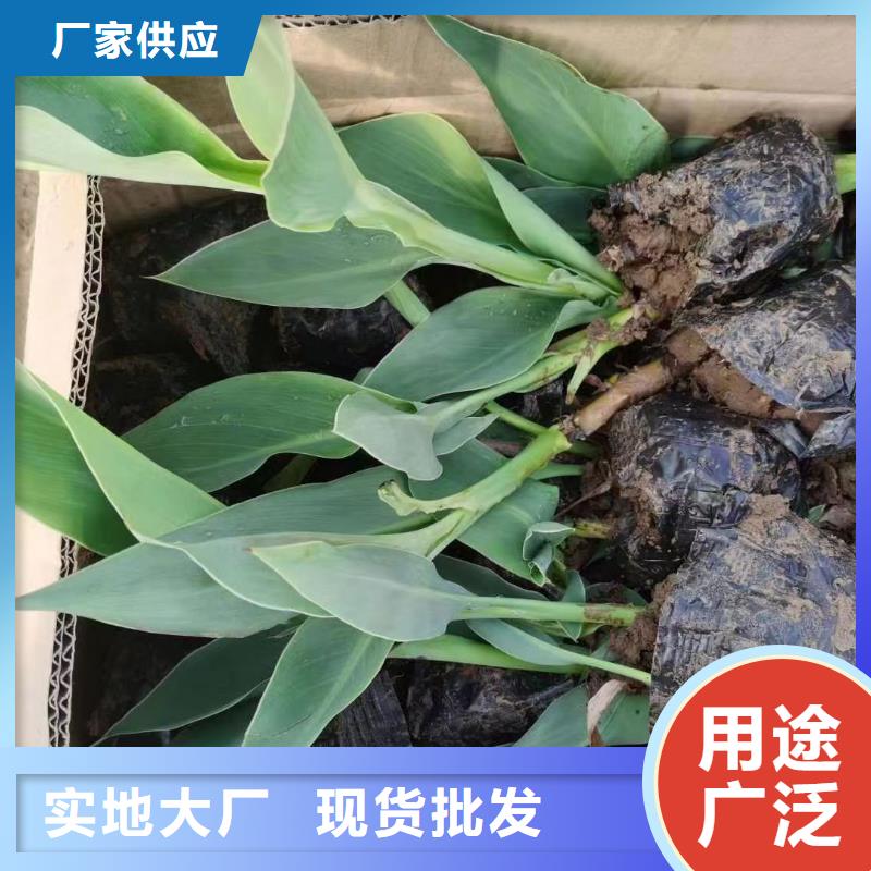 水生植物荷花小苗严选用料