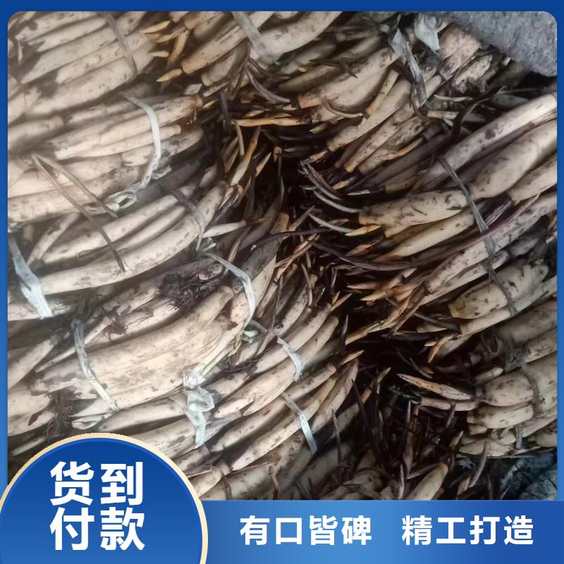 水生植物荷花小苗严选用料