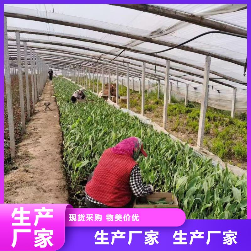 水生植物-莲花种子质量可靠