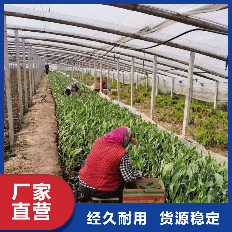 水生植物荷花小苗当日价格