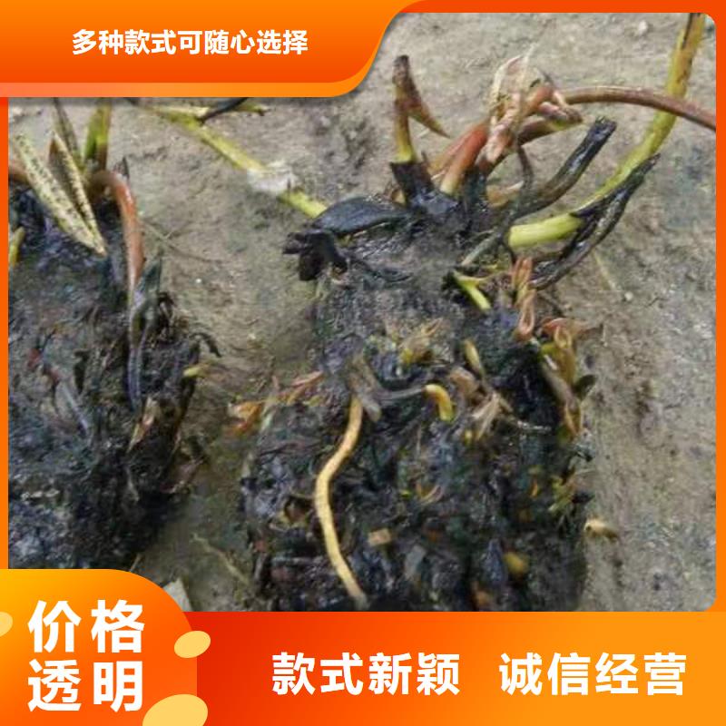 水生植物荷花小苗当日价格