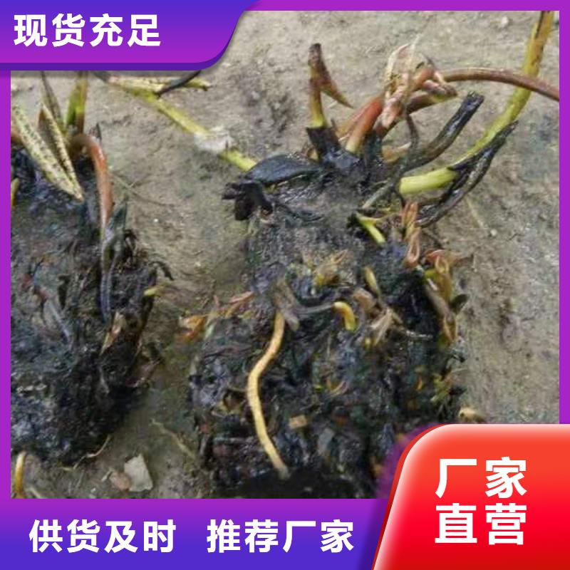 水生植物-莲花种子质量可靠