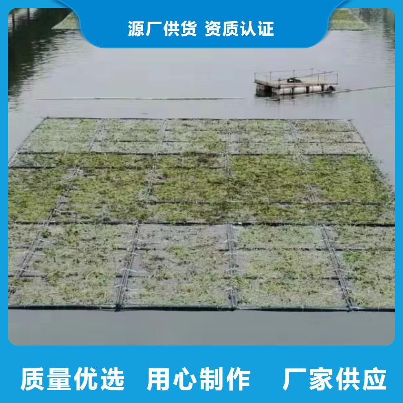 水生植物荷花小苗当日价格