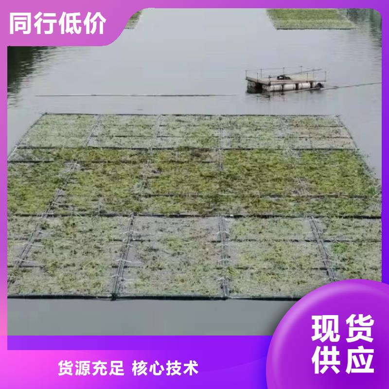 水生植物蒲苇市场行情