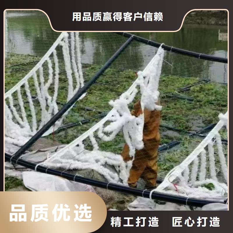 水生植物荷花小苗当日价格