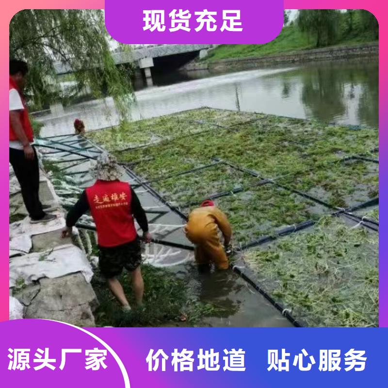 水生植物再力花货品齐全