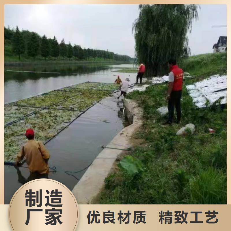 水生植物再力花货品齐全