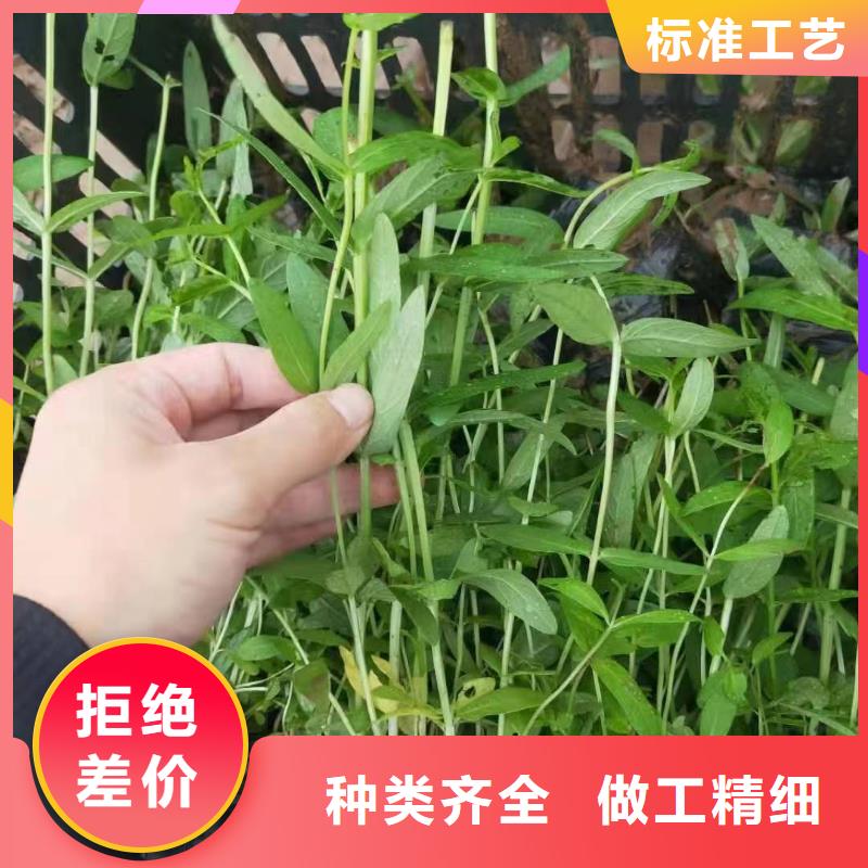 水生植物-莲花种子质量可靠