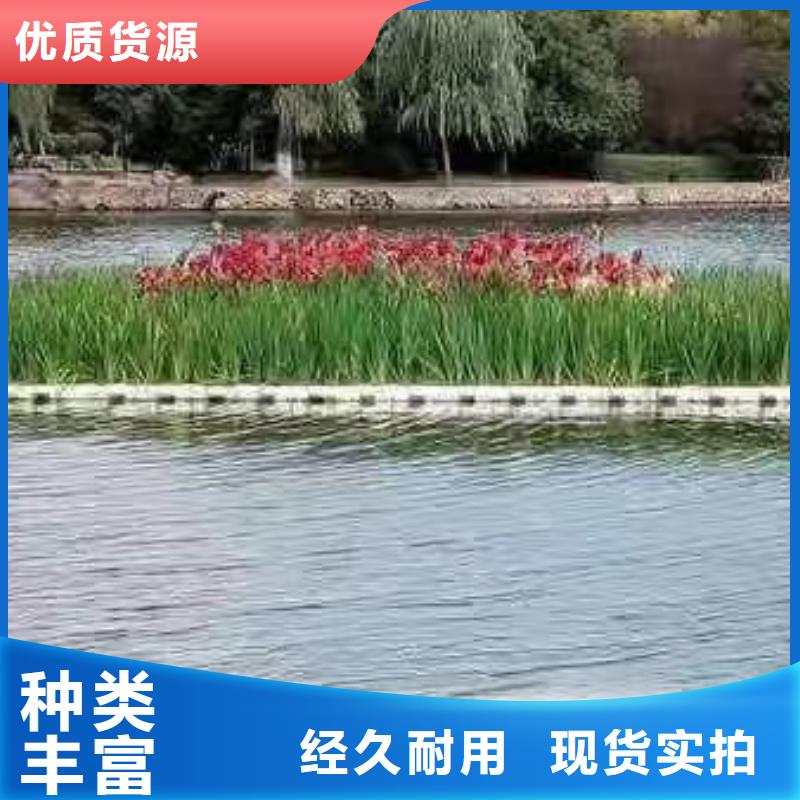 水生植物荷花小苗当日价格