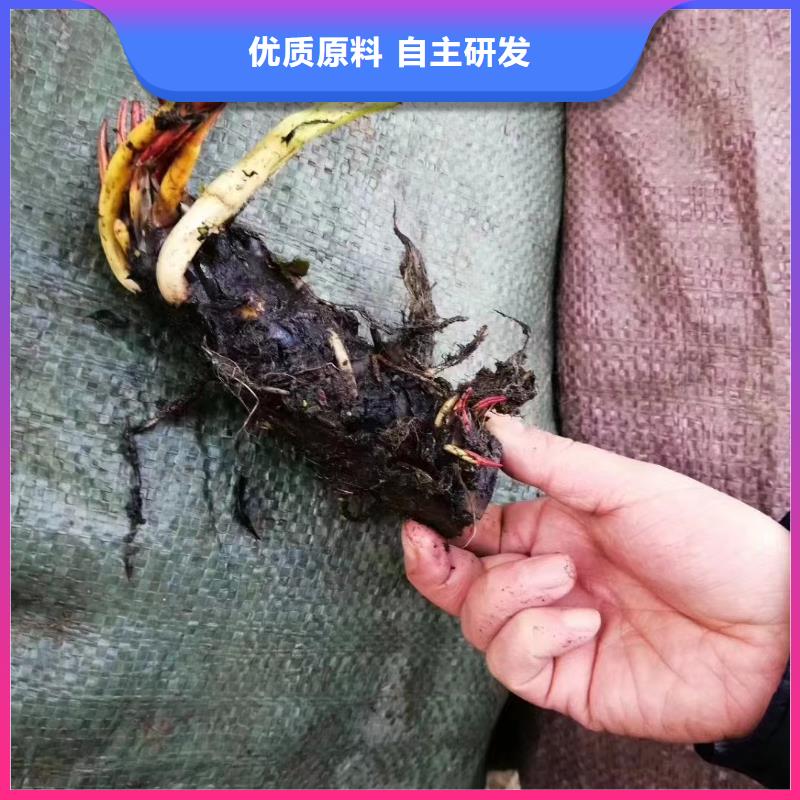 水生植物荷花幼苗讲信誉保质量