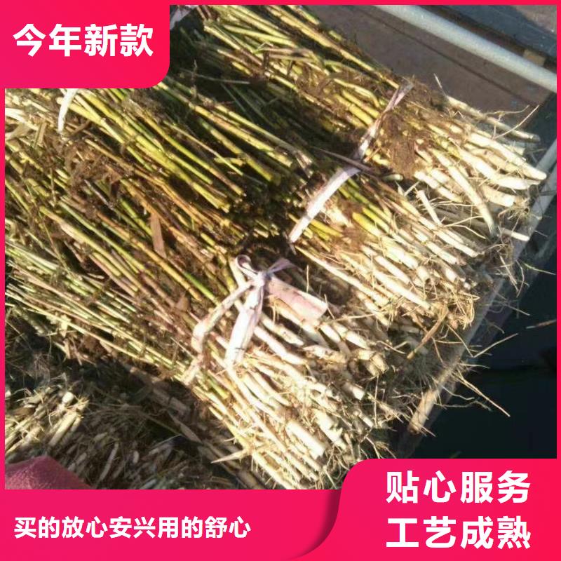 水生植物再力花货品齐全
