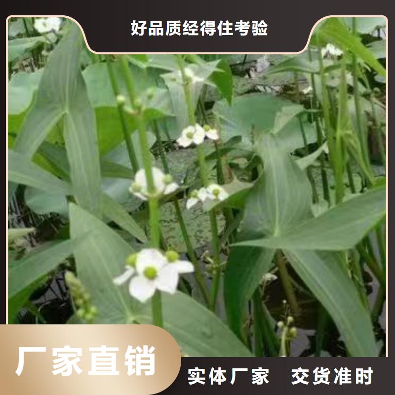 水生植物荷花小苗严选用料