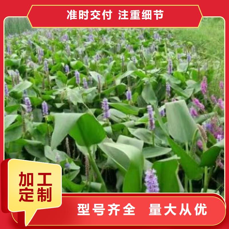 水生植物荷花种藕物流配送