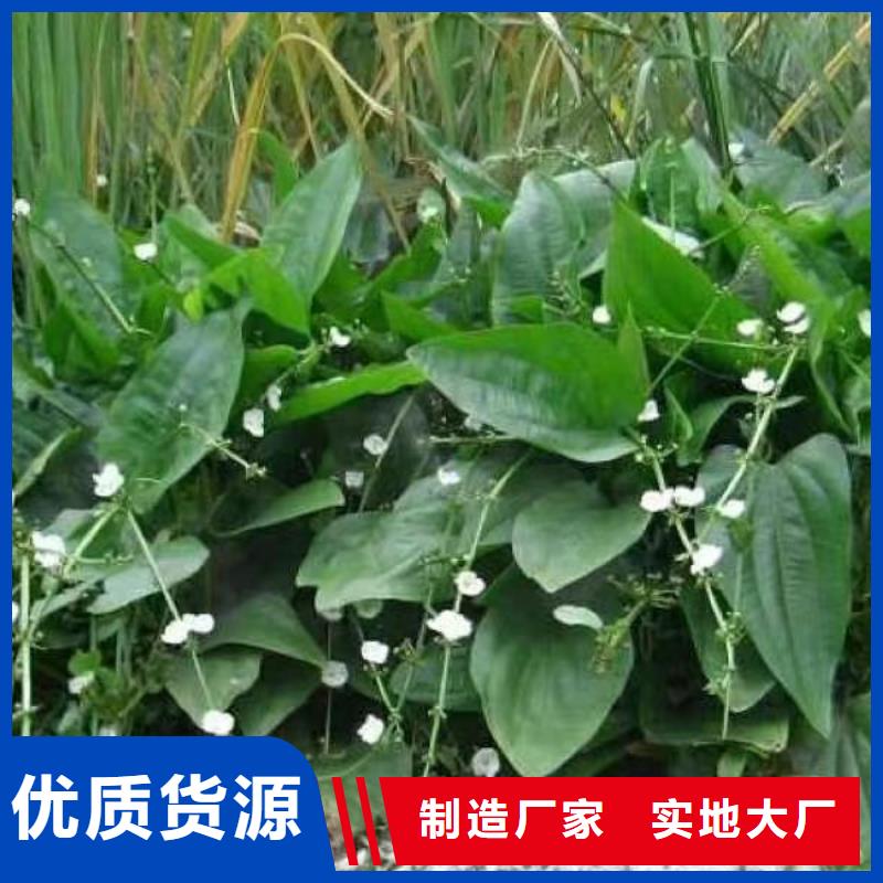 水生植物莲花质量为本