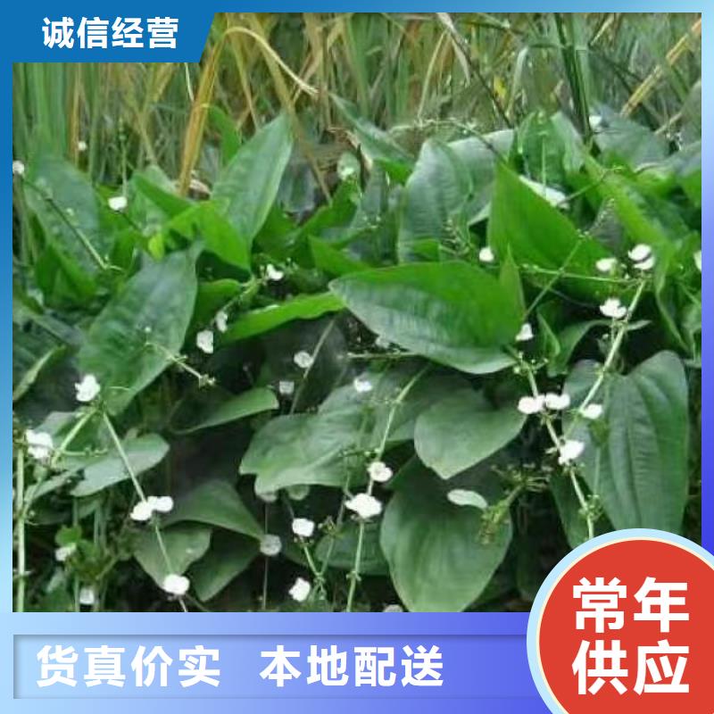 水生植物_千屈菜欢迎来电咨询