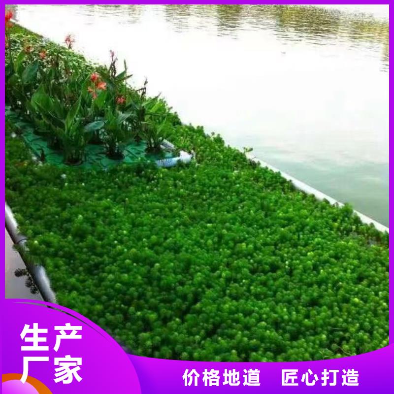 水生植物-莲花种子质量可靠