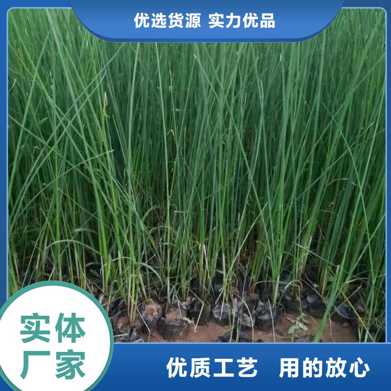 水生植物荷花小苗当日价格