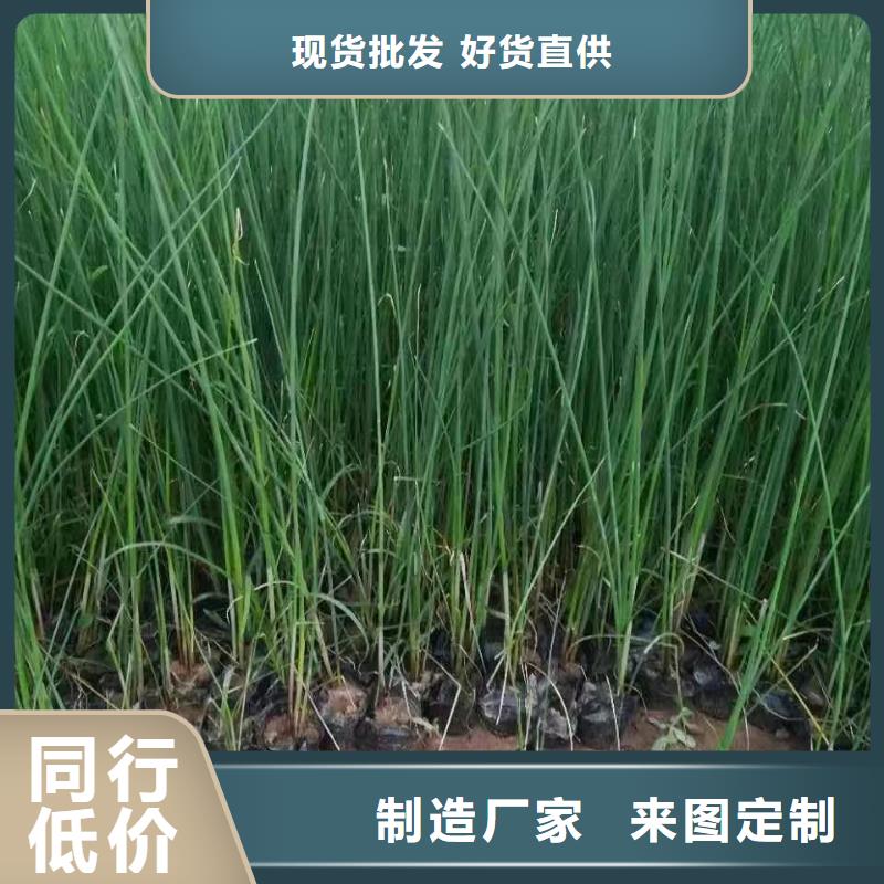 水生植物荷花小苗当日价格