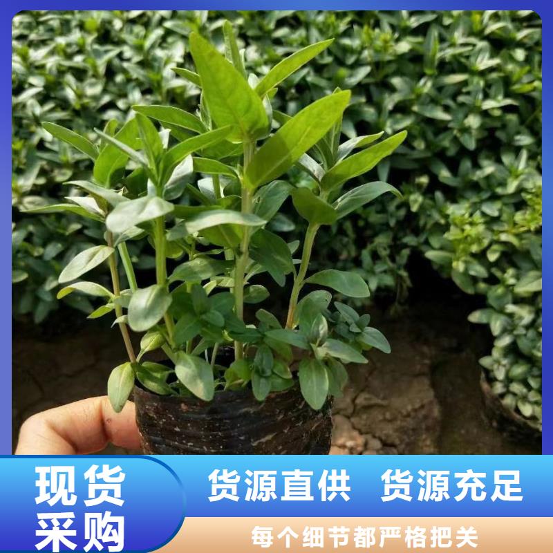 水生植物-莲花种子质量可靠